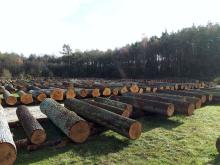 V Regionalna Submisja Drewna Szczególnego w RDLP w Radomiu