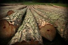 Nowy wzór umowy sprzedaży drewna systemowych aukcji drewna