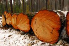 Nowe wzory umów kupna- sprzedaży drewna na 2016